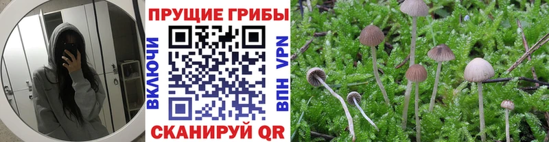 KRAKEN сайт  Северо-Курильск  Псилоцибиновые грибы Cubensis 